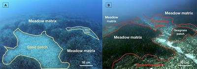 Structural Changes of Seagrass Seascapes Driven by Natural and Anthropogenic Factors: A Multidisciplinary Approach